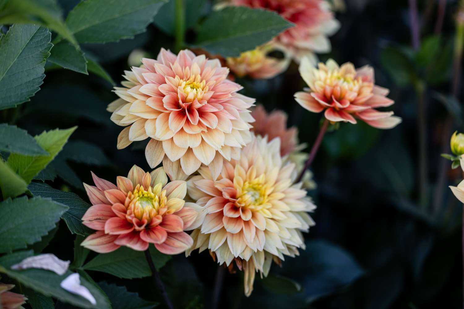 Dahlie 'Sunset Tropicana'